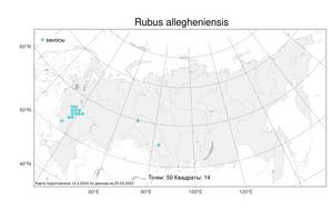 Rubus allegheniensis Porter, Atlas of the Russian Flora (FLORUS) (Russia)