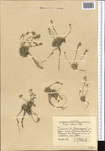Draba talassica Pohle, Middle Asia, Western Tian Shan & Karatau (M3) (Uzbekistan)