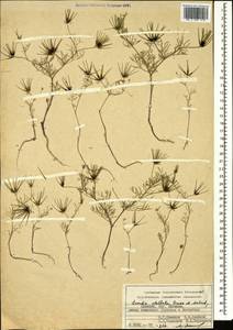 Scandix stellata Banks & Sol., Caucasus, Armenia (K5) (Armenia)