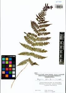 Athyrium filix-femina (L.) Roth, Siberia, Baikal & Transbaikal region (S4) (Russia)