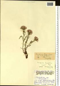 Saussurea pricei N. D. Simpson, Siberia, Altai & Sayany Mountains (S2) (Russia)