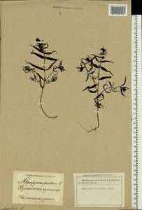 Melampyrum pratense L., Eastern Europe, Latvia (E2b) (Latvia)