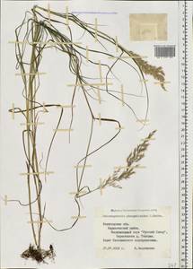 Calamagrostis purpurea (Trin.) Trin., Eastern Europe, Northern region (E1) (Russia)