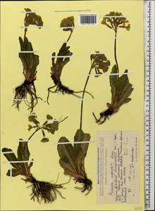 Primula ruprechtii Kusnezowa ex Lipsky, Caucasus, Georgia (K4) (Georgia)