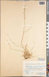Thinopyrum intermedium (Host) Barkworth & D.R.Dewey, Eastern Europe, North Ukrainian region (E11) (Ukraine)
