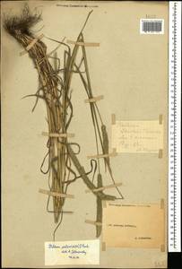 Phleum phleoides (L.) H.Karst., Caucasus, Stavropol Krai, Karachay-Cherkessia & Kabardino-Balkaria (K1b) (Russia)