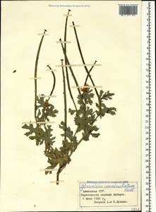 Glaucium corniculatum (L.) Rudolph, Caucasus, Armenia (K5) (Armenia)