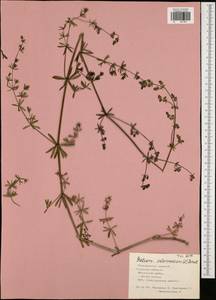 Galium intermedium Schult., Eastern Europe, Central region (E4) (Russia)