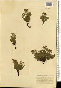 Sibbaldianthe bifurca (L.) Kurtto & T. Erikss., Mongolia (MONG) (Mongolia)