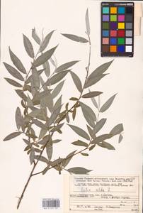 Salix alba L., Eastern Europe, Northern region (E1) (Russia)