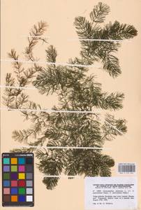 Ceratophyllum demersum L., Eastern Europe, Lower Volga region (E9) (Russia)