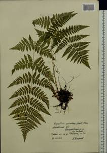 Dryopteris carthusiana (Vill.) H.P.Fuchs, Eastern Europe, Moscow region (E4a) (Russia)