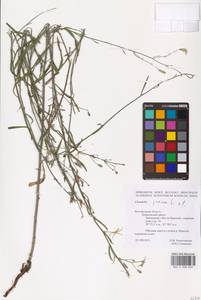 Chondrilla juncea L., Eastern Europe, Central forest-and-steppe region (E6) (Russia)