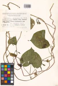 Ipomoea purpurea (L.) Roth, Eastern Europe, Moscow region (E4a) (Russia)