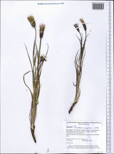 Tragopogon songoricus Nikitin, Middle Asia, Northern & Central Tian Shan (M4) (Kyrgyzstan)