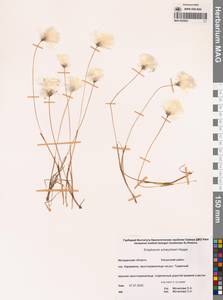 Eriophorum scheuchzeri Hoppe, Siberia, Chukotka & Kamchatka (S7) (Russia)