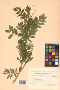 Sorbaria sorbifolia (L.) A. Braun, Siberia, Russian Far East (S6) (Russia)