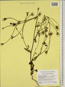Crepis foetida subsp. rhoeadifolia (M. Bieb.) Celak., Caucasus, Krasnodar Krai & Adygea (K1a) (Russia)