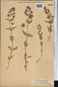 Nepeta ucranica L., Middle Asia, Muyunkumy, Balkhash & Betpak-Dala (M9) (Kazakhstan)