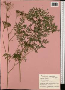 Xanthoselinum alsaticum (L.) Schur, Eastern Europe, Central region (E4) (Russia)