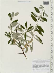 Elaeagnus angustifolia subsp. angustifolia, Eastern Europe, Middle Volga region (E8) (Russia)