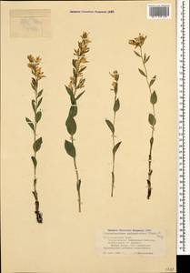 Cephalanthera kurdica Bornm. ex Kraenzl., Caucasus, Black Sea Shore (from Novorossiysk to Adler) (K3) (Russia)