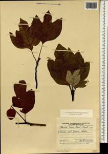 Sassafras tzumu (Hemsl.) Hemsl., South Asia, South Asia (Asia outside ex-Soviet states and Mongolia) (ASIA) (China)