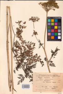 Selinum carvifolia (L.) L., Eastern Europe, Central forest-and-steppe region (E6) (Russia)