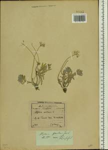 Alyssum gmelinii Jord. & Fourr., Eastern Europe, Central forest-and-steppe region (E6) (Russia)