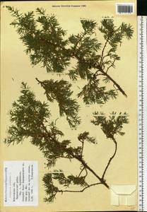 Juniperus communis L., Eastern Europe, Northern region (E1) (Russia)