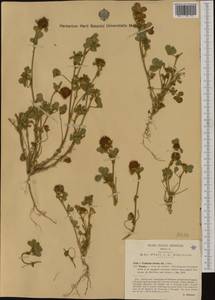 Trifolium hirtum All., Western Europe (EUR) (Italy)