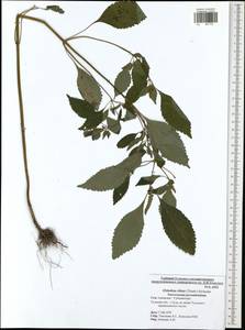 Elsholtzia ciliata (Thunb.) Hyl., Eastern Europe, Central region (E4) (Russia)