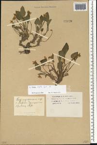 Viola hirta L., Siberia, Altai & Sayany Mountains (S2) (Russia)