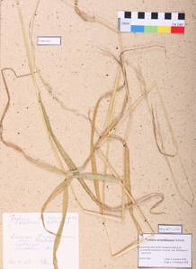 Festuca arundinacea Schreb. , nom. cons., Siberia, Altai & Sayany Mountains (S2) (Russia)