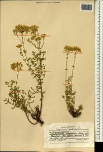 Hypericum scabrum L., South Asia, South Asia (Asia outside ex-Soviet states and Mongolia) (ASIA) (Afghanistan)