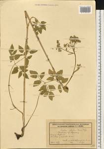 Ostericum palustre (Besser) Besser, Eastern Europe, Volga-Kama region (E7) (Russia)