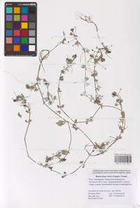 Ranunculus rionii Lagger, Eastern Europe, Lower Volga region (E9) (Russia)