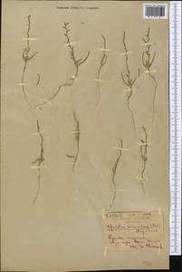 Ofaiston monandrum (Pall.) Moq., Middle Asia, Northern & Central Kazakhstan (M10) (Kazakhstan)