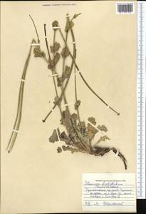 Glaucium fimbrilligerum Boiss., Middle Asia, Pamir & Pamiro-Alai (M2) (Uzbekistan)