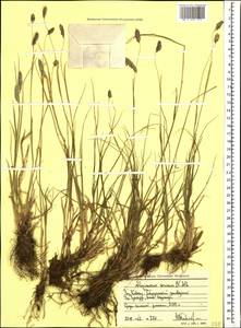 Alopecurus ponticus K.Koch, Caucasus, Stavropol Krai, Karachay-Cherkessia & Kabardino-Balkaria (K1b) (Russia)