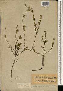 Gnidia juniperifolia Lam., Africa (AFR) (South Africa)