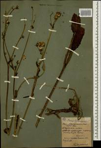 Picris hieracioides L., Caucasus, North Ossetia, Ingushetia & Chechnya (K1c) (Russia)