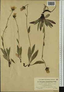 Hieracium chondrillifolium subsp. jaborneggii (Pacher) Zahn, Western Europe (EUR) (Austria)
