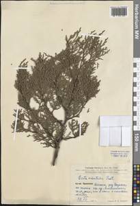 Platycladus orientalis (L.) Franco, South Asia, South Asia (Asia outside ex-Soviet states and Mongolia) (ASIA) (China)