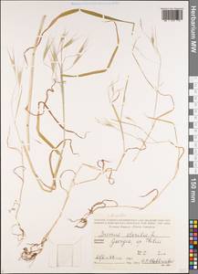 Bromus sterilis L., Caucasus, Georgia (K4) (Georgia)