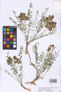Astragalus physodes L., Eastern Europe, Lower Volga region (E9) (Russia)