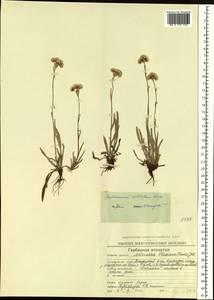 Antennaria lanata (Hook.) Greene, Siberia, Chukotka & Kamchatka (S7) (Russia)