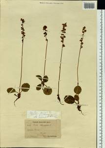 Pyrola faurieana Andres, Siberia, Chukotka & Kamchatka (S7) (Russia)