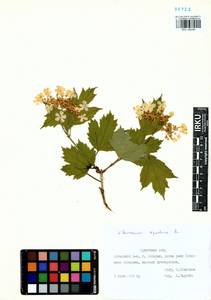 Viburnum opulus L., Siberia, Baikal & Transbaikal region (S4) (Russia)