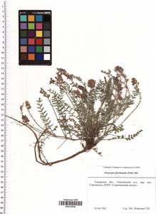 Oxytropis floribunda (Pall.) DC., Eastern Europe, Middle Volga region (E8) (Russia)